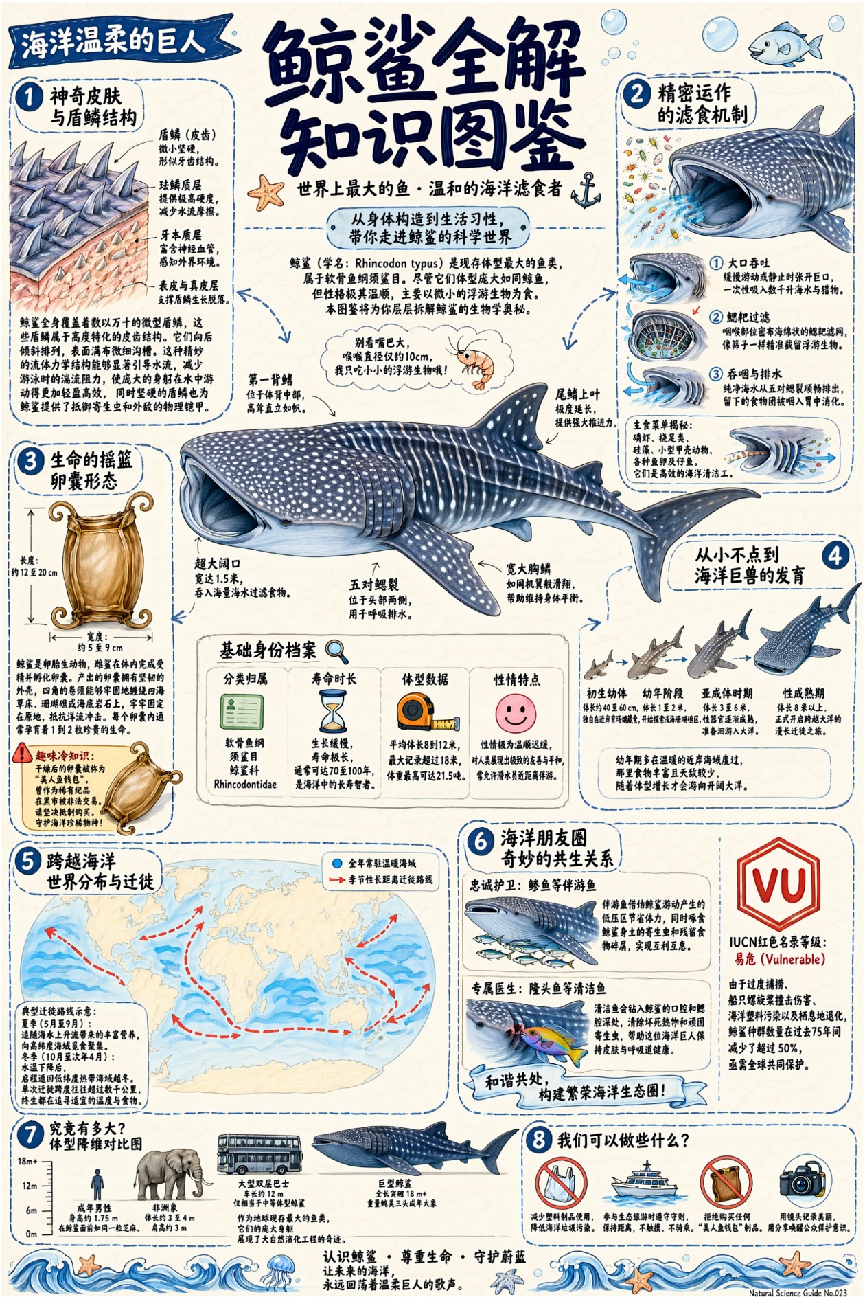 A dense whale shark knowledge infographic with labeled illustrations and body text